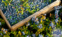 WildBlueberries_Crate_900