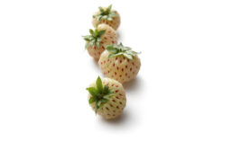 Pineberry_900