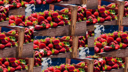 DianaFood_Strawberries_780.jpg