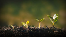 Progressive Plant Sprouts