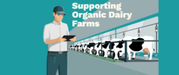 Supporting Organic Dairy Farms