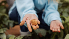 Potato in Human Palm