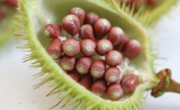 Open Pod of Annatto Plant