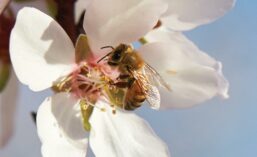 Honeybee on Flower