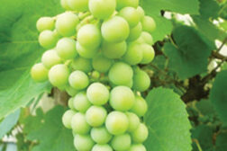 grapes, grape vine